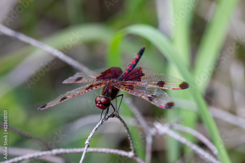 A ruby meadowhawk dragonfly with a broken wing resting on a plant along the shores of a lake in northern Ontario. photo