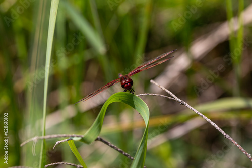 A ruby meadowhawk dragonfly with a broken wing resting on a plant along the shores of a lake in northern Ontario. photo