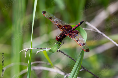 A ruby meadowhawk dragonfly with a broken wing resting on a plant along the shores of a lake in northern Ontario. photo