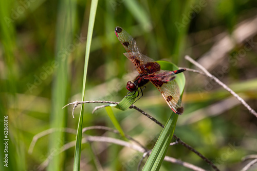 A ruby meadowhawk dragonfly with a broken wing resting on a plant along the shores of a lake in northern Ontario. photo