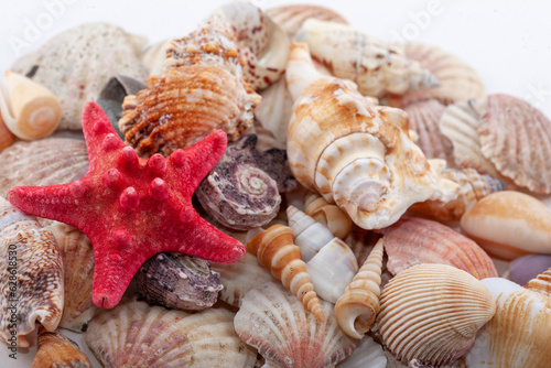 Seashells background, lots of amazing seashells and red starfish mixed