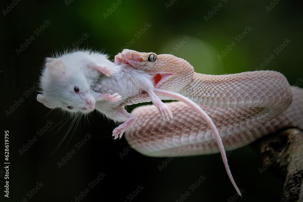Pit viper snake with prey