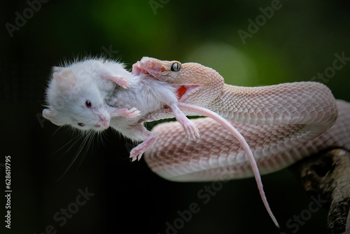 Fototapeta Naklejka Na Ścianę i Meble -  Pit viper snake with prey