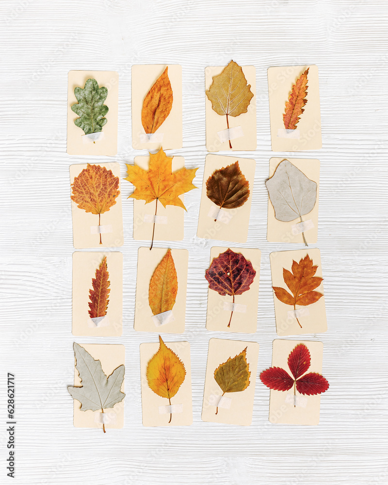 Fototapeta premium Autumn herbarium, set leaves sticking tape on paper cards. Top view wood background with pressed colorful dry leaves from various trees, creative hobby, craft handmade diy with natural material