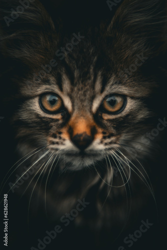 portrait of a cat