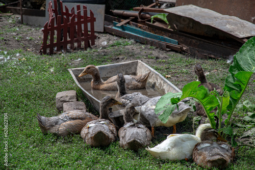 ducks in the grass