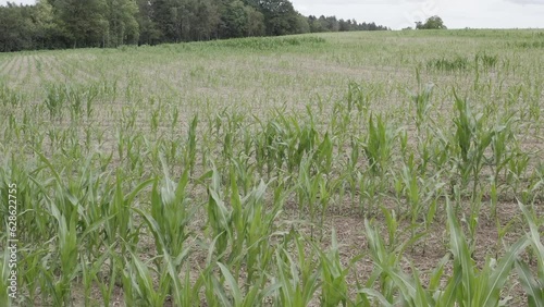 Overflight of corn field with drought damage