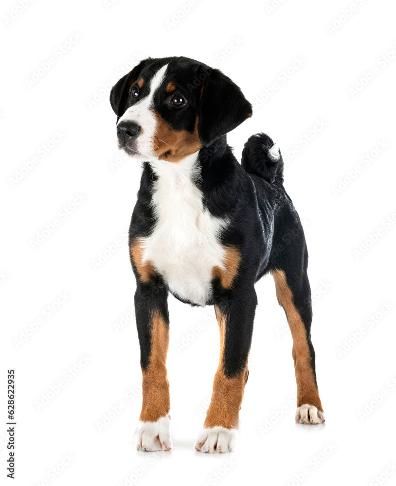 puppy Appenzeller Sennenhund