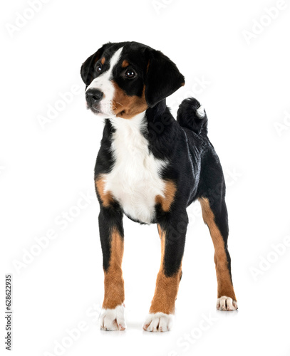 puppy Appenzeller Sennenhund