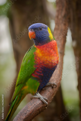 Colorful lorikeet, sitting on a branch at a zoo