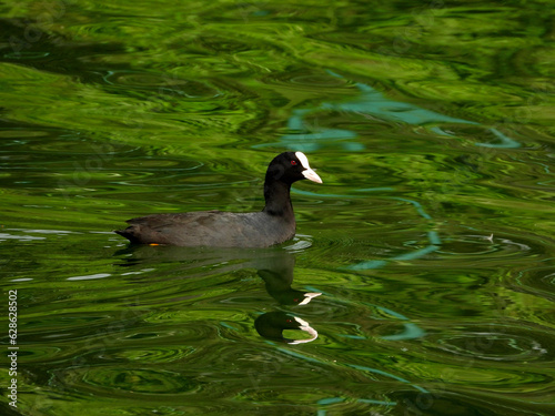 Eurasian Coot in Green Water