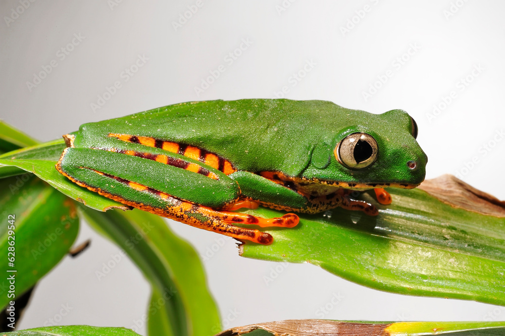 Tigerstriped tree frog // TigerMakifrosch (Callimedusa tomopterna