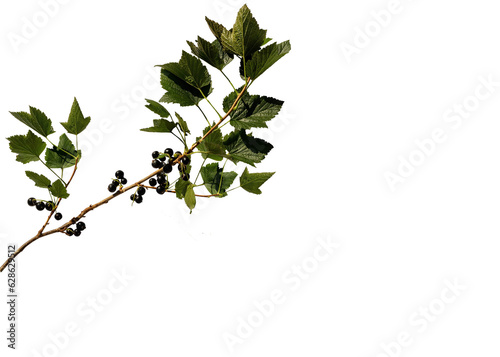 Foto Blackcurrant branch with leaves and berries on a neutral transparent background,