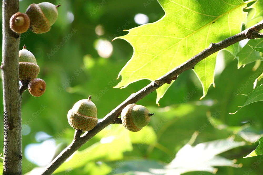 
Fresh green acorn among oak leaves