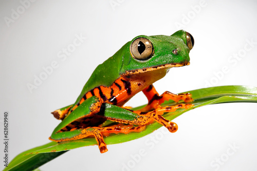 Tiger-striped tree frog // Tiger-Makifrosch (Callimedusa tomopterna / Phyllomedusa tomopterna)