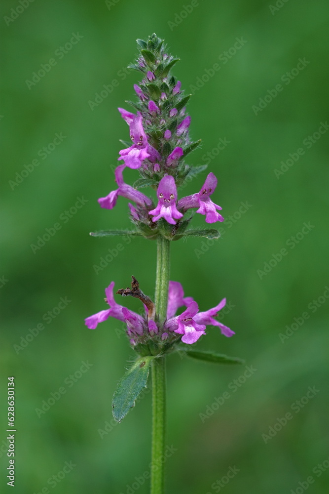 Medicinal herbs - common hedgenettle or betony purple; Betonica officinalis 
