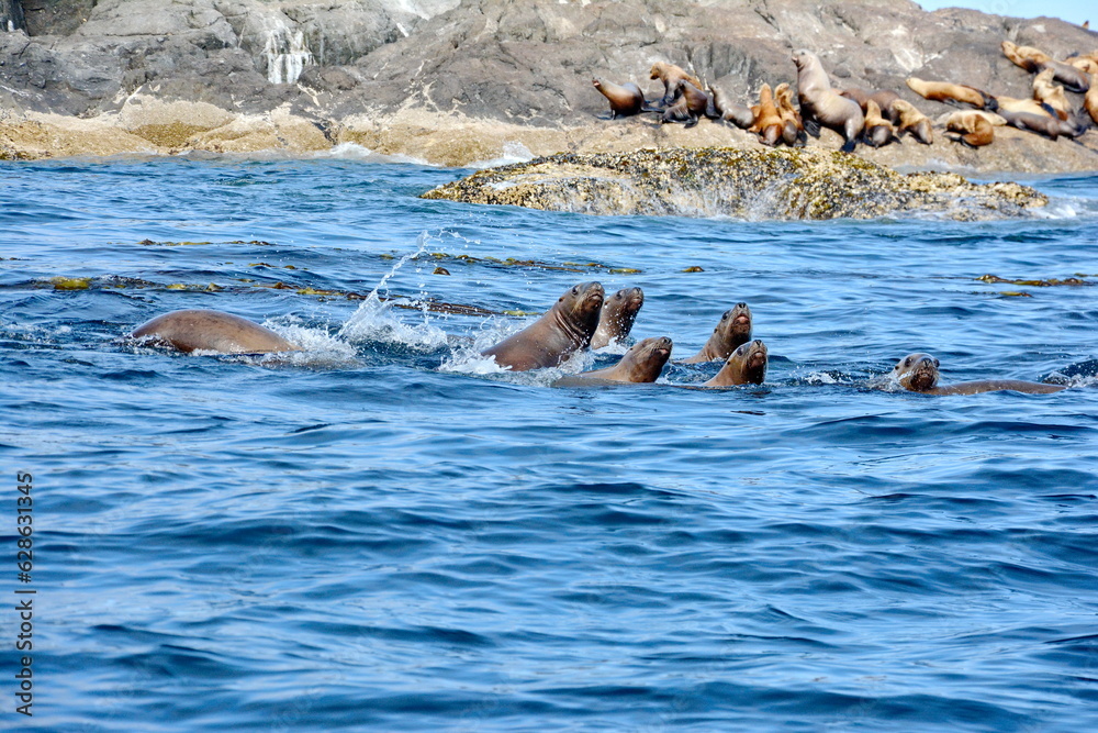 Fototapeta premium Steller sea lions at their rookery in Gwaii Haanas National Park Reserve, Haida Gwaii, British Columbia, Canada