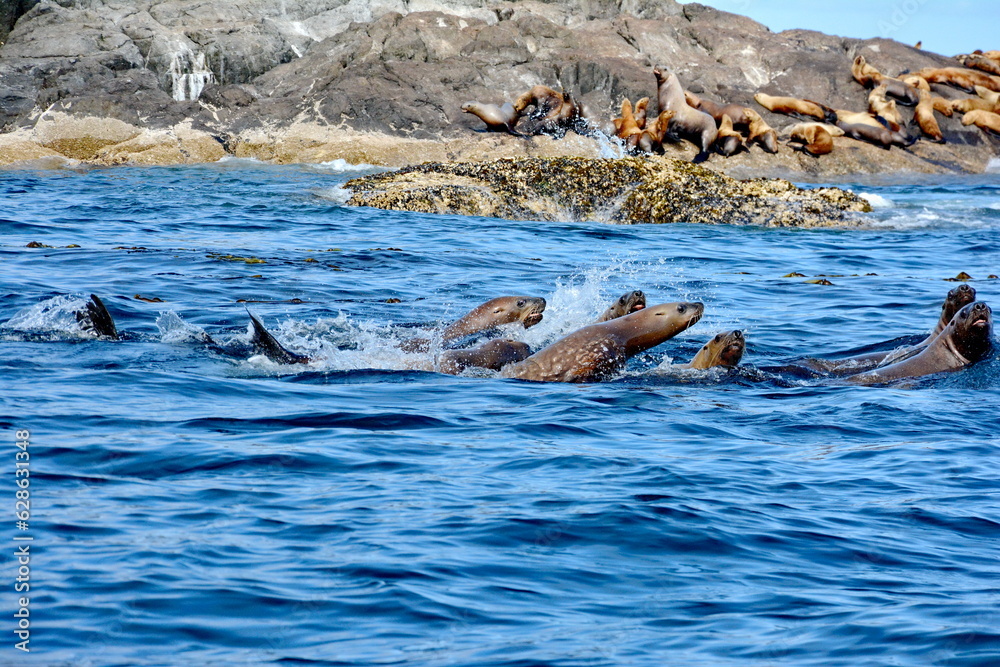 Fototapeta premium Steller sea lions at their rookery in Gwaii Haanas National Park Reserve, Haida Gwaii, British Columbia, Canada