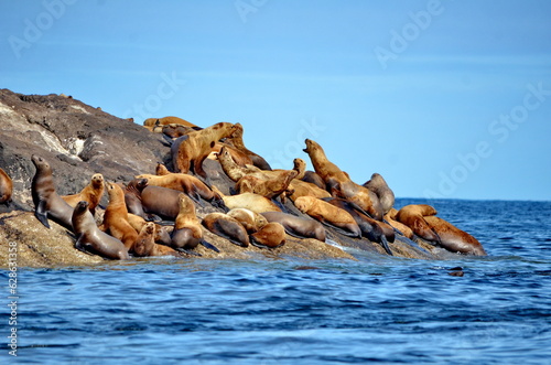 Steller sea lions at their rookery in Gwaii Haanas National Park Reserve, Haida Gwaii, British Columbia, Canada photo