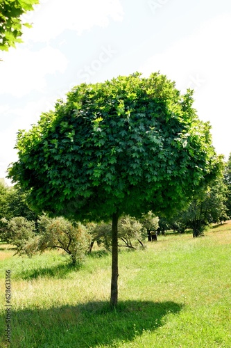 Photos Garden with maple tree Acer platanoides - Globosum ( Ball Maple )