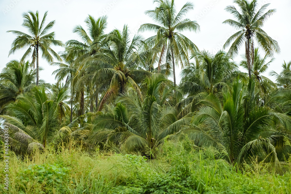 Coconut plantation. Coconut plantation.