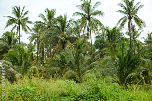 Fototapeta Naklejka Na Ścianę i Meble -  Coconut plantation.