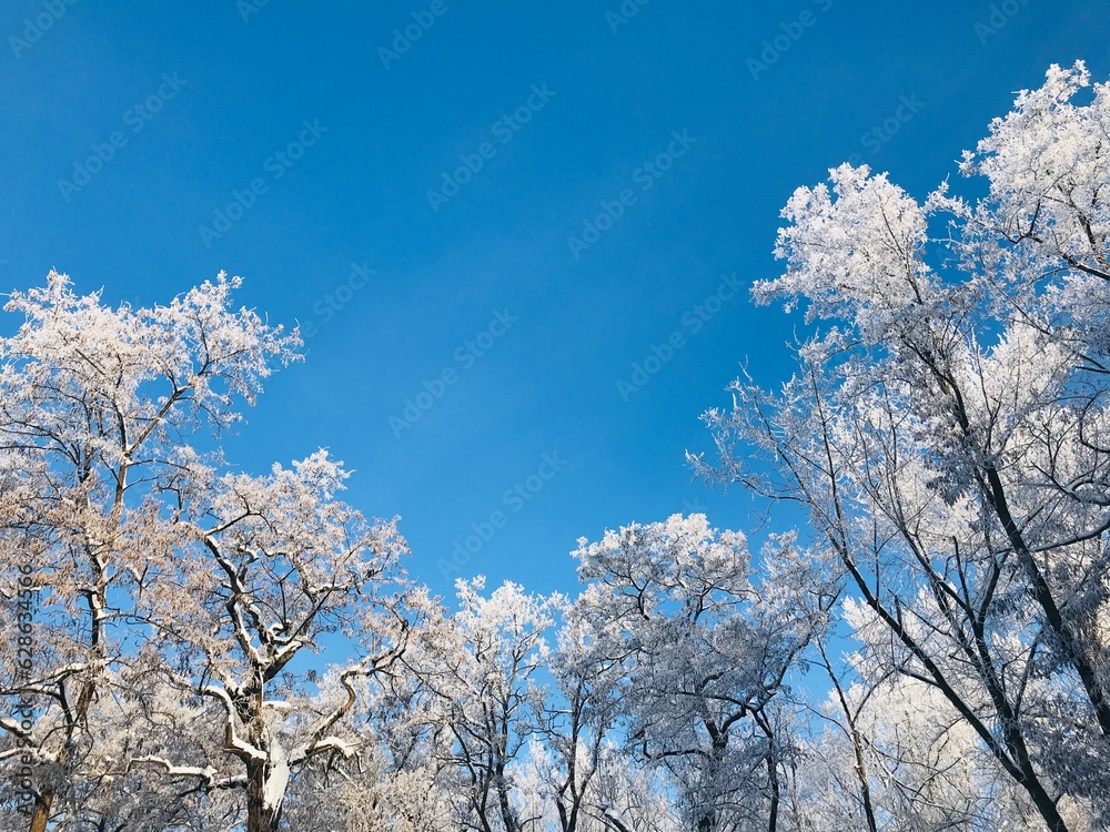 Beautiful Snowy Winter, Frosted Trees in the Park Beautiful Snowy Winter, Frosted Trees in the Park