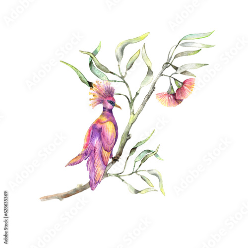 Botany eucaliptus with flowers and pink birds. Watercolor illustraion.