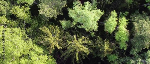 Aerial video of a dense forest in the foggy mountain area photo