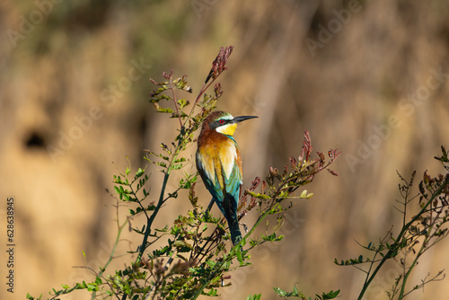 European bee-eater - Merops apiaster perched on bush at dark background. Photo from Vetren in Dobruja, Bulgaria. photo
