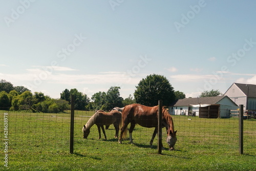 Two Brown Horses Grazing on Green Grass, Barn and Sky
