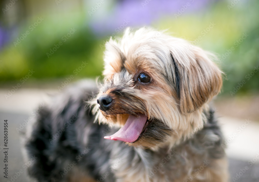 A Yorkshire Terrier mixed breed dog panting