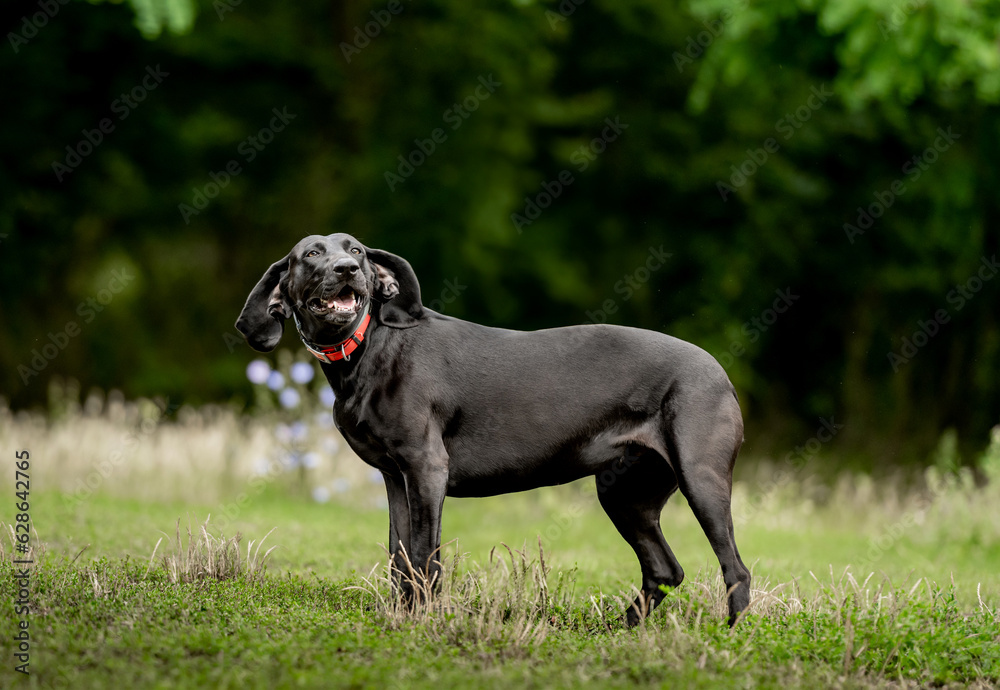 Black labrador walking at nature at summer and looking at camera. Adorable golden retriever dog in park in spring