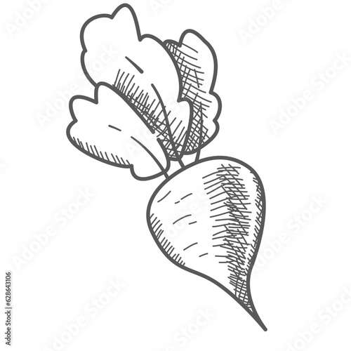 Hand drawn beet root sketch.. Vegetable of farm product. Isolated on white background.Vector flat illustration.