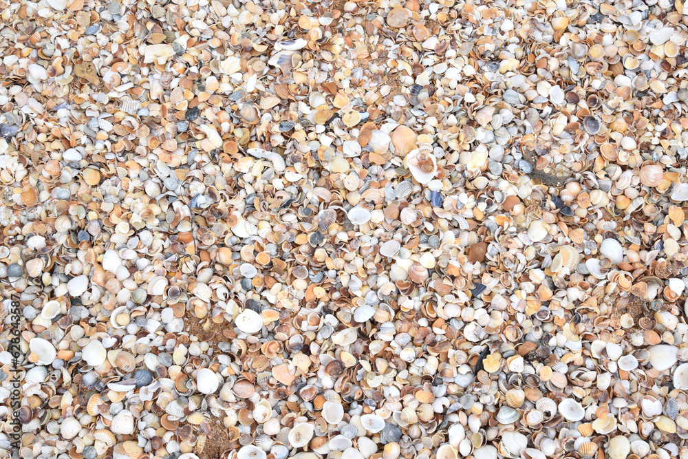 Modern background. Beautiful composition of seashells
