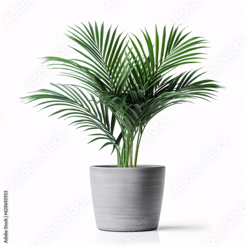 Kentia Palm Tree. In concrete grey pot. Houseplant isolated on white background