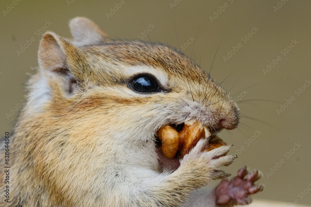 Obraz premium Chipmunk Eating