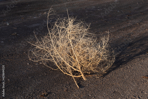 Closeup of tumbleweed in a ghost town in New Mexico