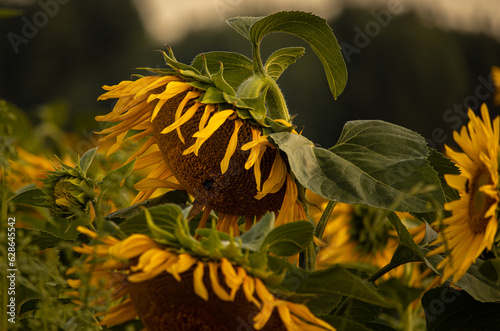 Dojrzały słonecznik na tle pola słoneczników wieczorowa porą