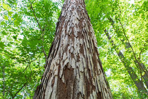 Shaggy bark on a hardwood tree leading up to the sky against green forest photo