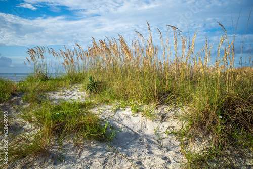Grasses on a beach in Hilton Head, South Carolina photo