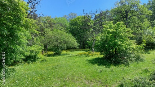 field in the middle of the forest