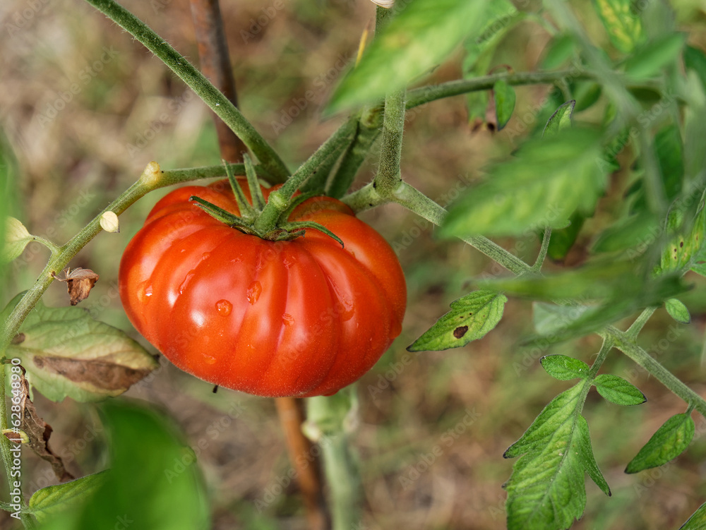 Belle tomate qui pousse dans le jardin