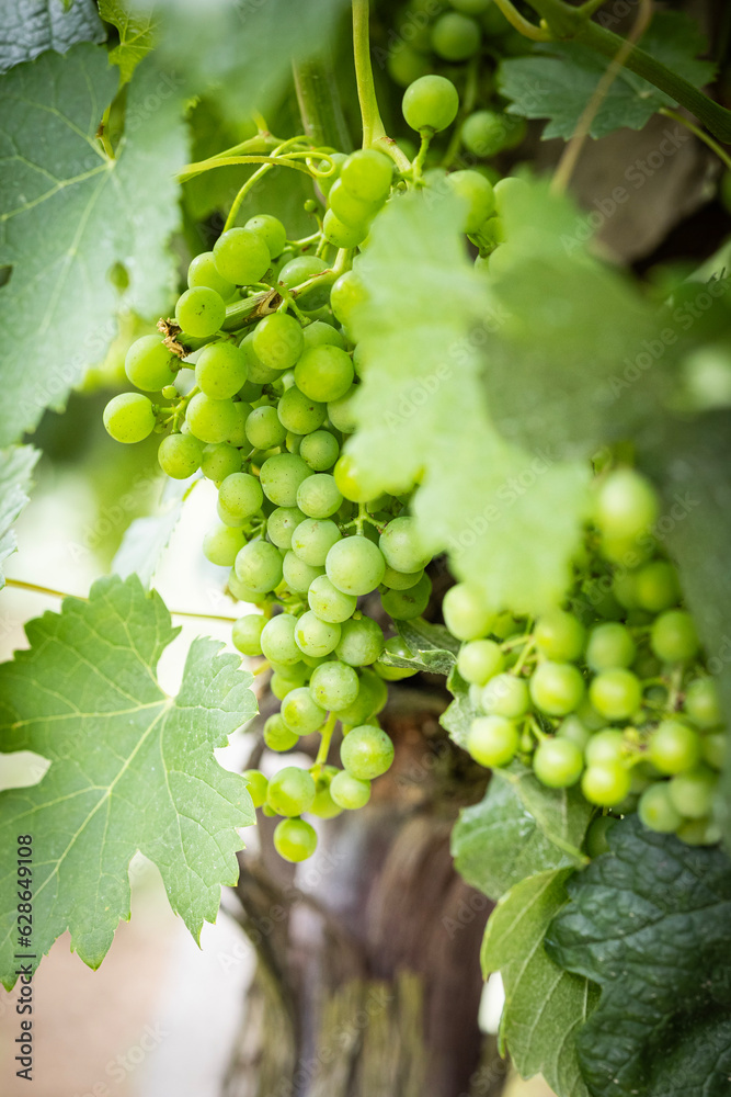 Unripe grapes in the vineyard. Bunches among the leaves on a sunny day Unripe grapes in the vineyard. Bunches among the leaves on a sunny day