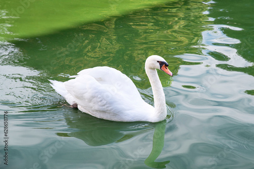 Fototapeta Naklejka Na Ścianę i Meble -  A white swan swims on green water