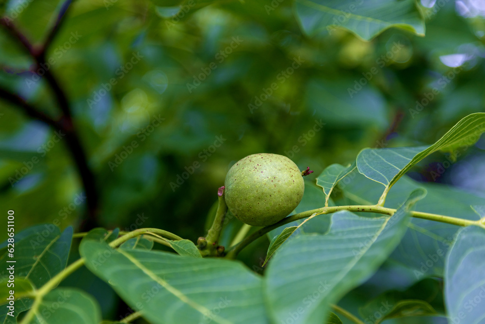 Young unripe walnut in shell on a walnut tree in late summer