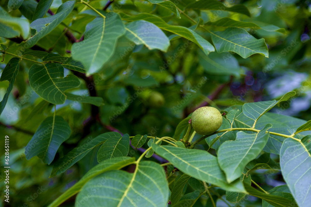 Young unripe walnut in shell on a walnut tree in late summer