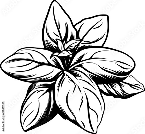 Botanical Line Art Basil