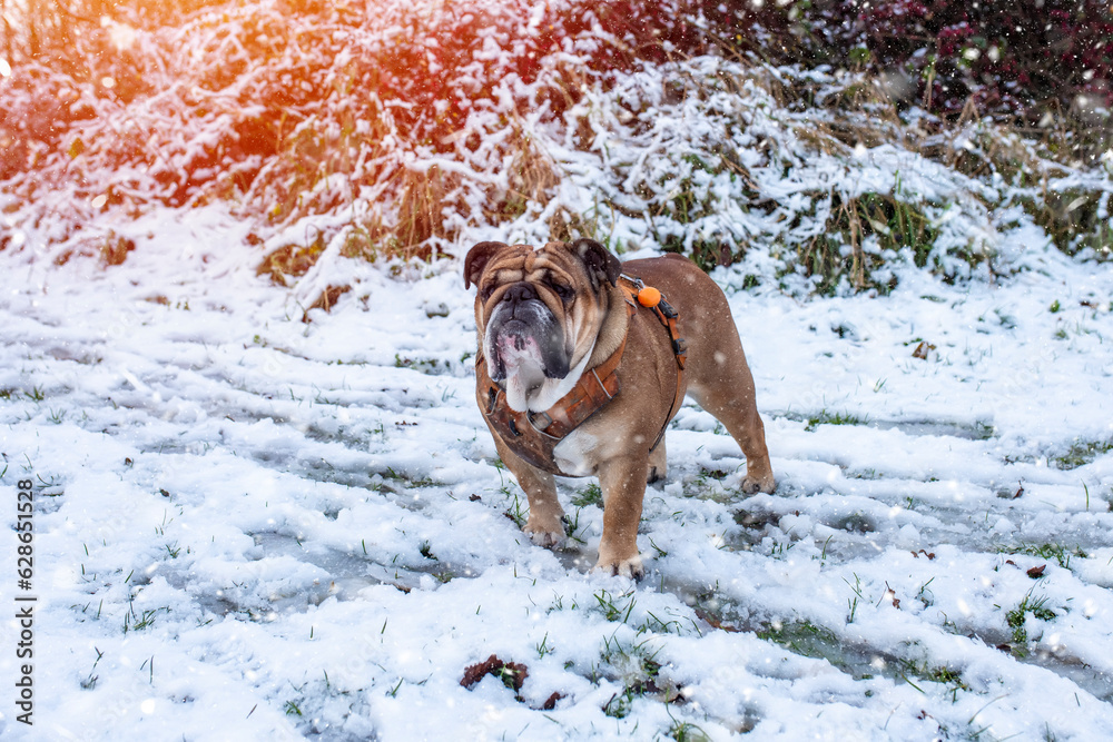 Red English British Bulldog in orange harness out for a walk standing on the snow in sunny day