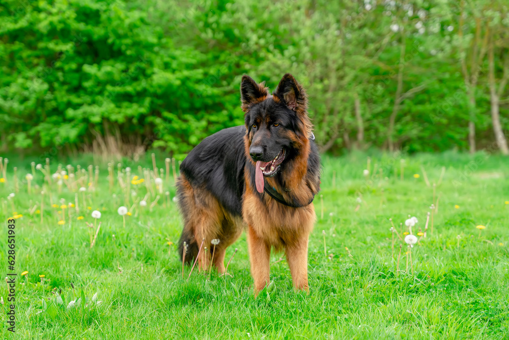 German shepherd dog in harness out for a walk lying, running, walking on the grass in sunny summer day